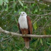 Leopards at Yala Safari