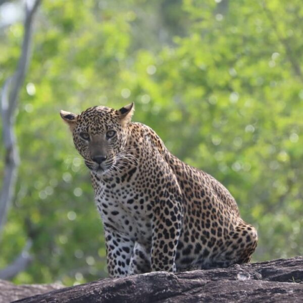 Leopards at Yala