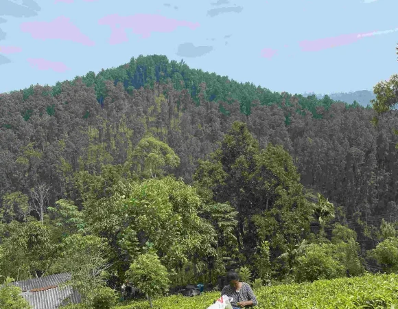 De la Hoja a la Taza: Plantaciones de Té de Sri Lanka