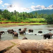 Pinnawala Elephant Orphanage