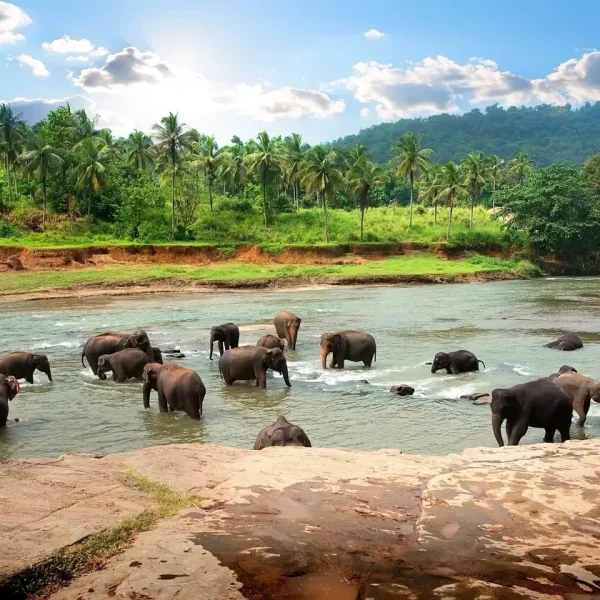 Pinnawala Elephant Orphanage