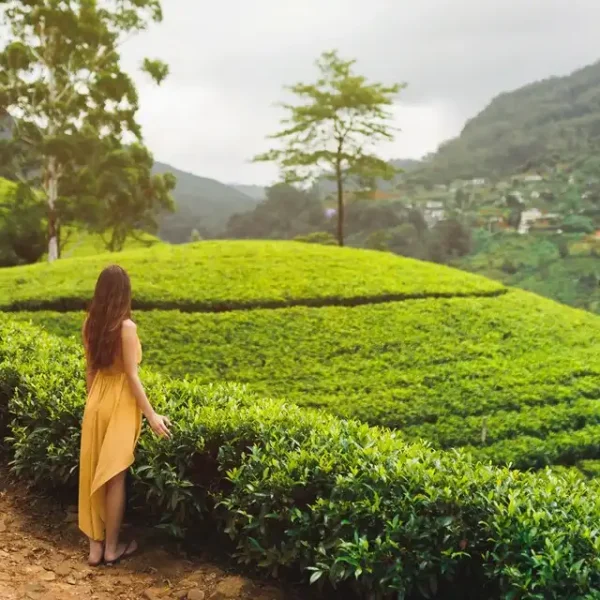 Sri Lanka Tea Plantation Tour