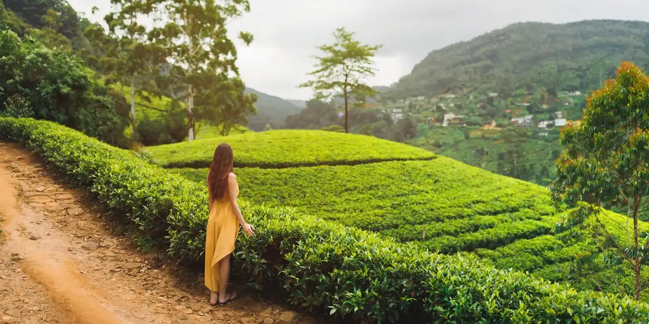 Tea Plantation Tour