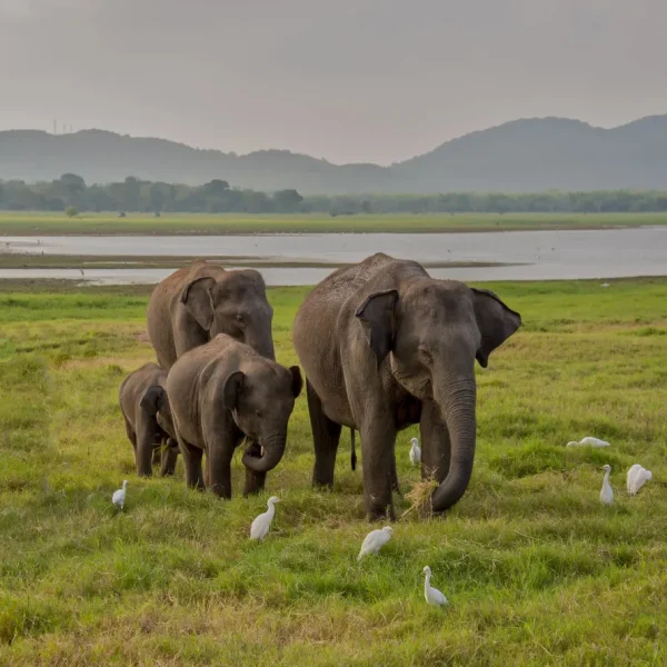 Sri Lanka Safari