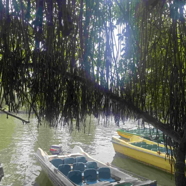 Bentota Mangroves