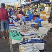 Negombo Fish Market