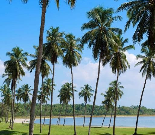 Guía Completa del Viaje a Sri Lanka: Visas, Vuelos y Seguridad en 2026