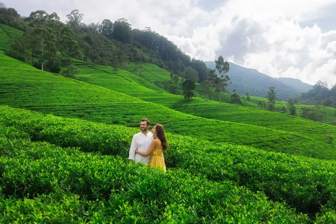Ceylon Tea Plantation Visit