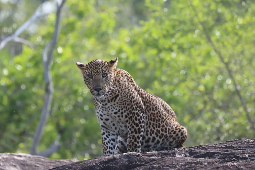 Leopards at Yala