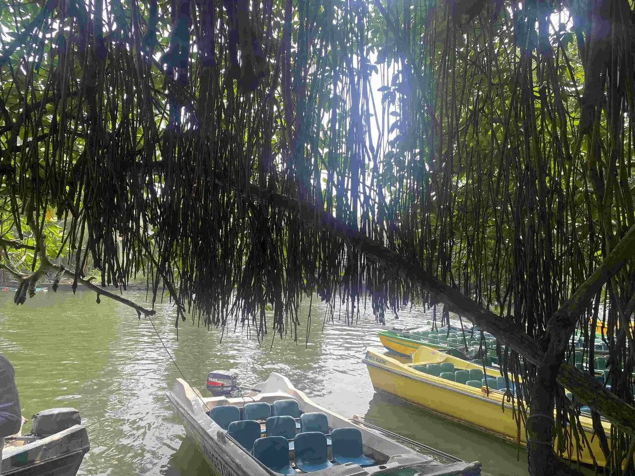 Bentota Mangroves