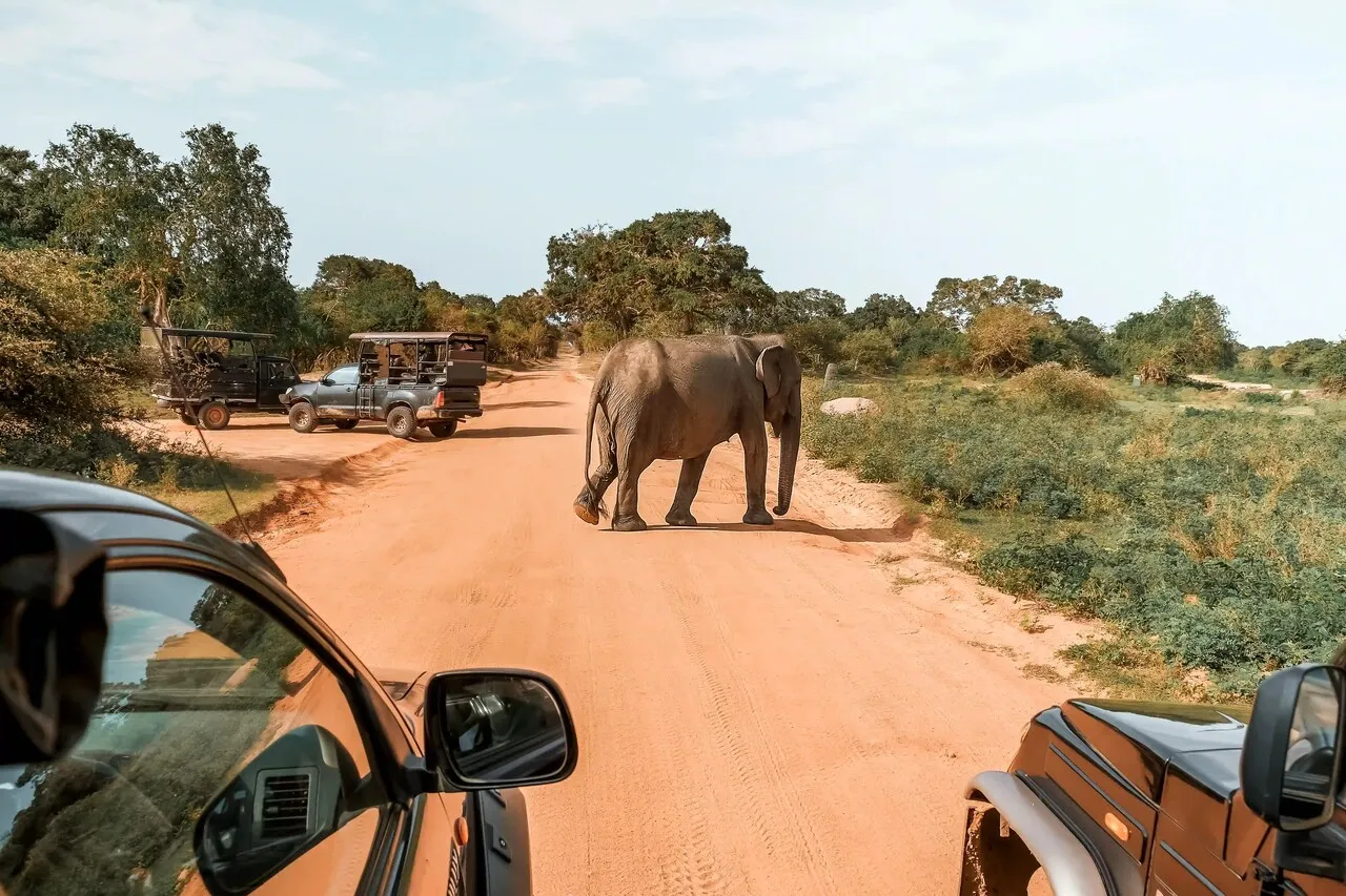 Yala Safari