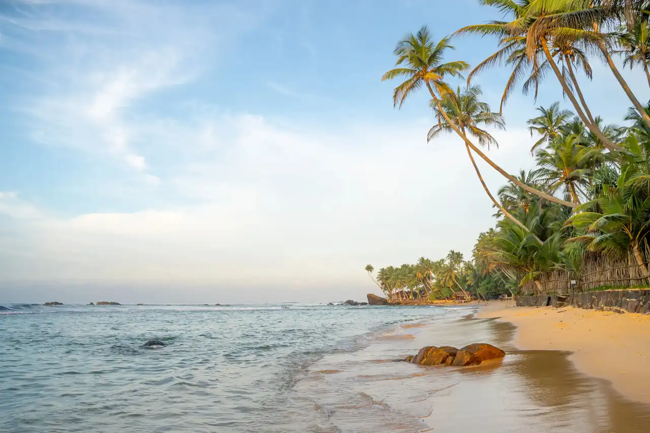 Beaches and Palm Trees