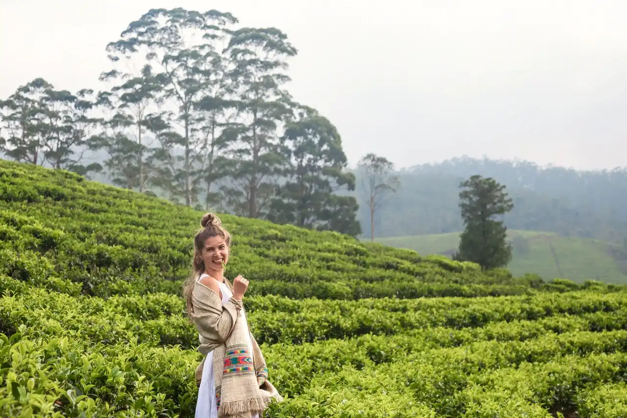Tea Plantation Tour