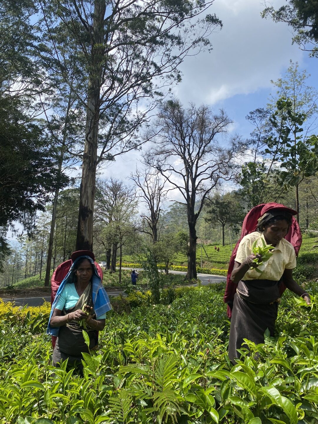 Tea Plucking