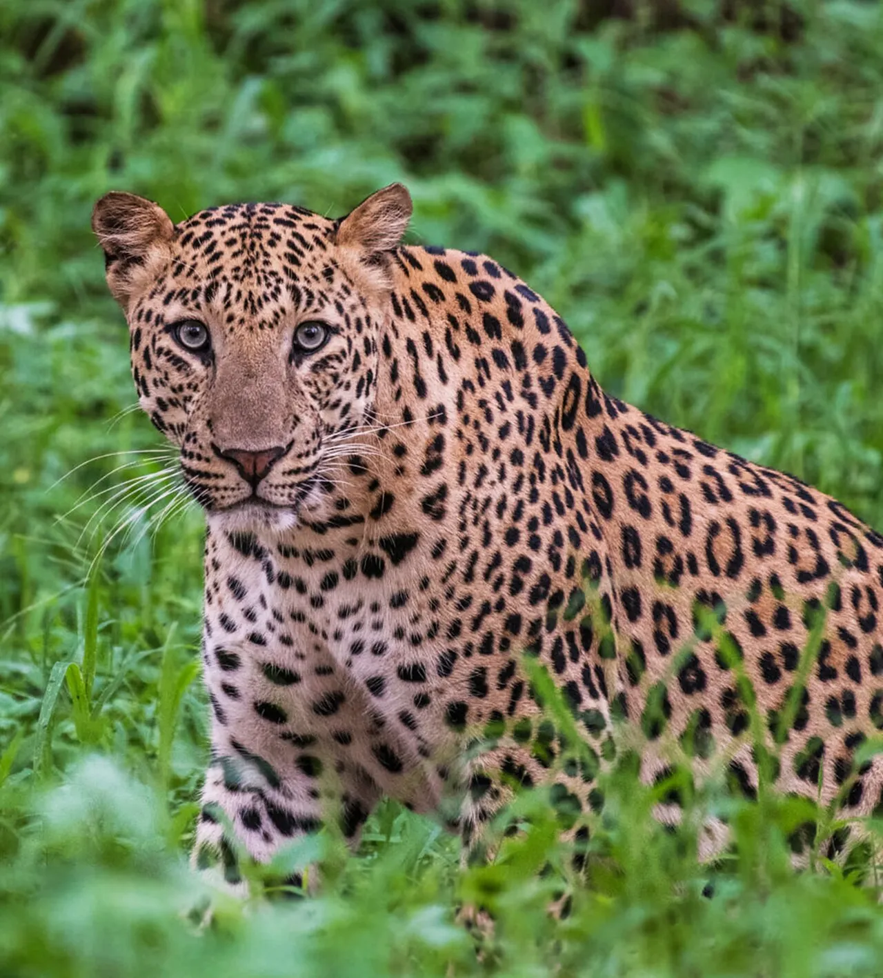 Leopard Sightings
