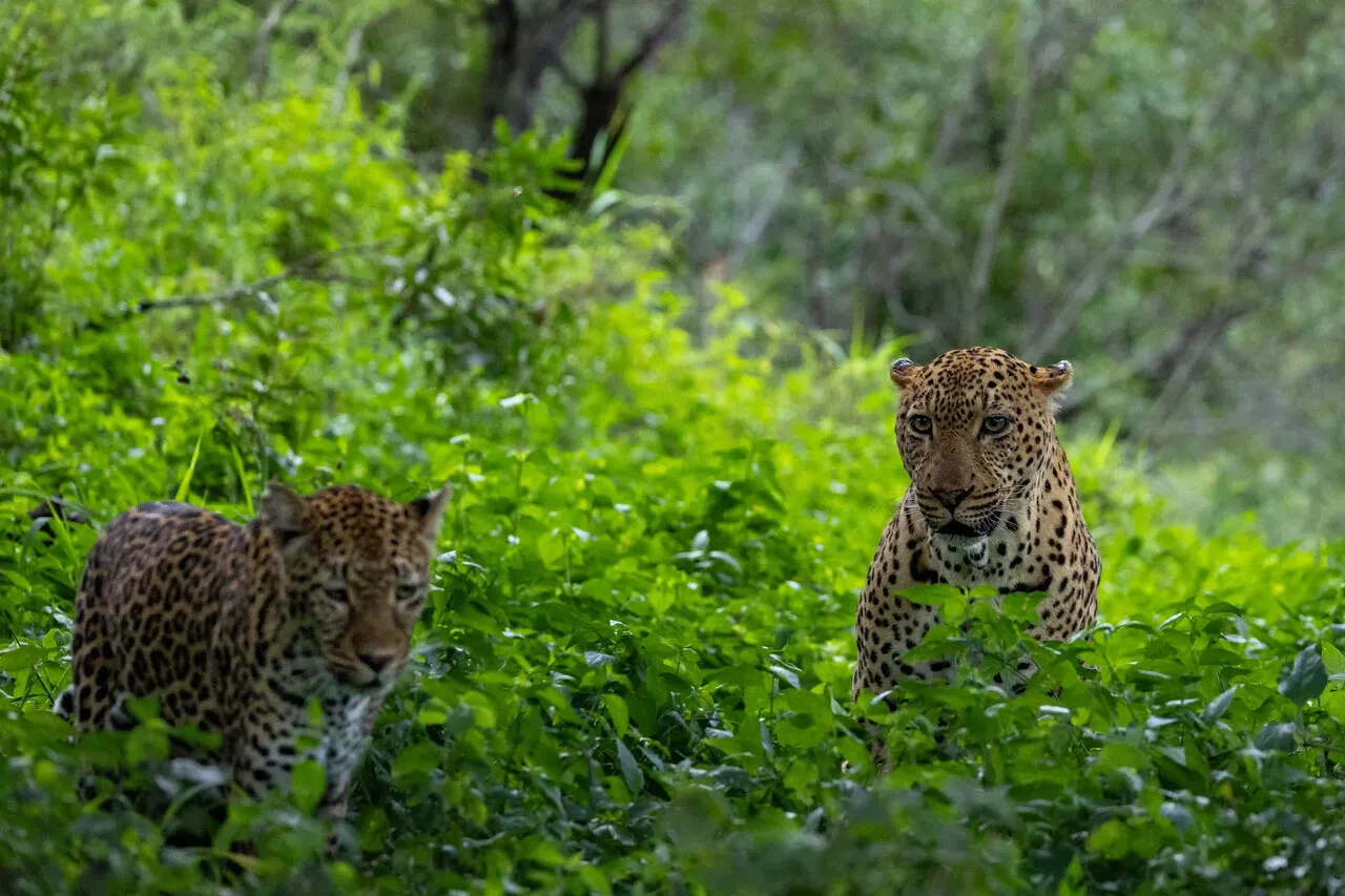 Leopards