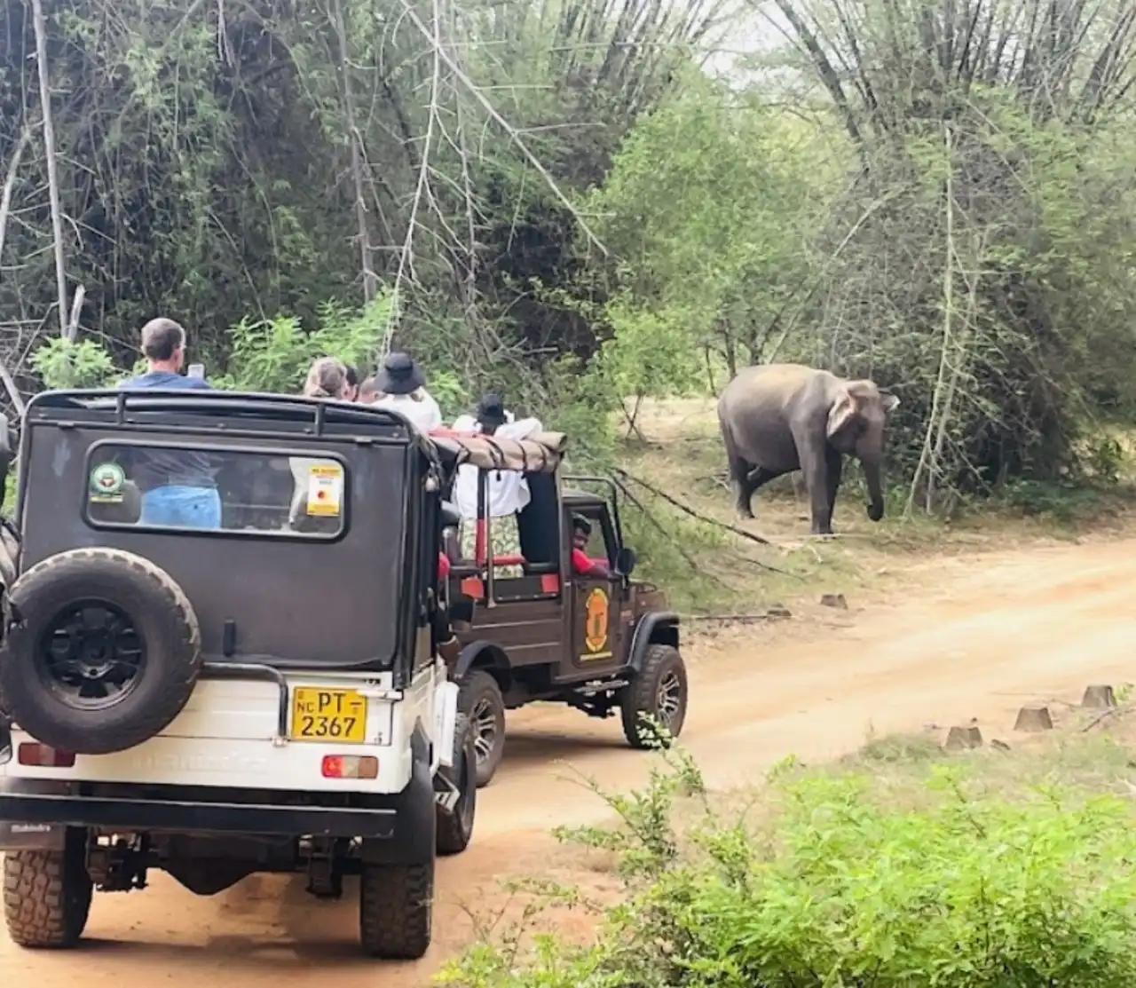 Sri Lanka Safari