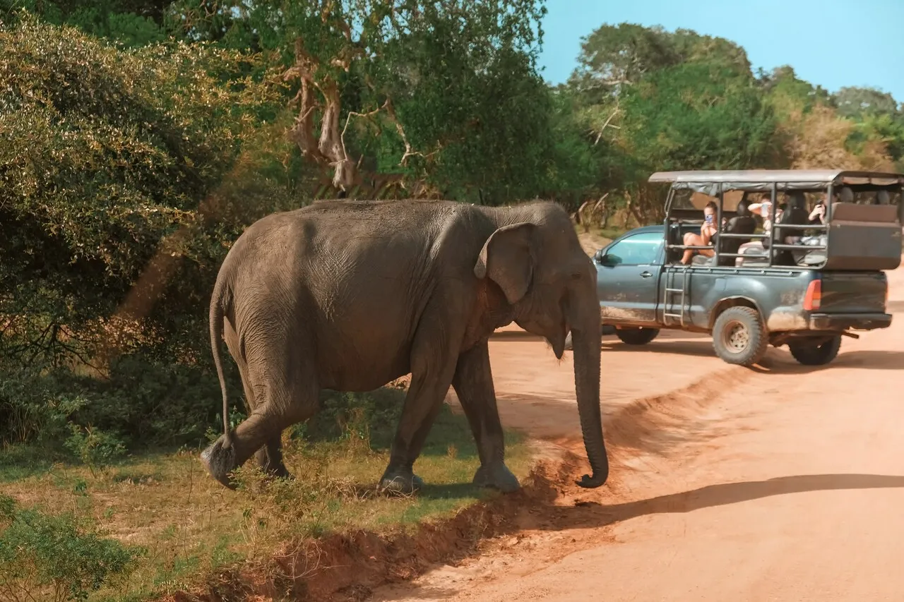 Spotting Elephants