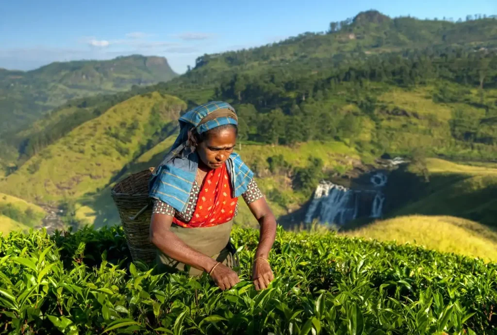Nuwara Eliya indigenous sri lankan tea picker picking